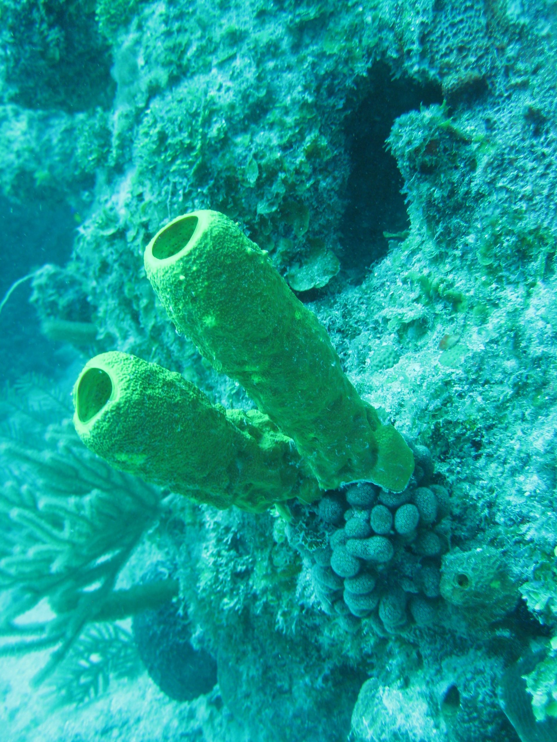 koraller2_Kuba2008