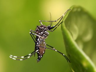 Myggan som sprider dengueviruset.