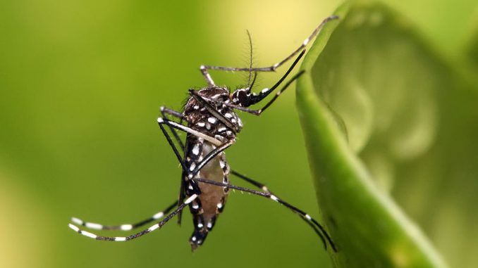 Myggan som sprider dengueviruset.