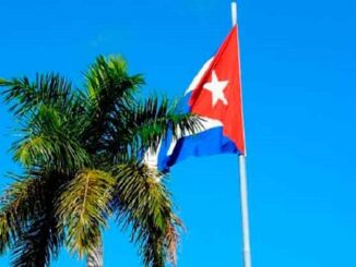 Kuba flagga och palm