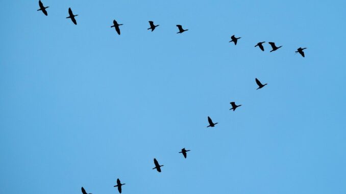 Flyttfåglar. Migration