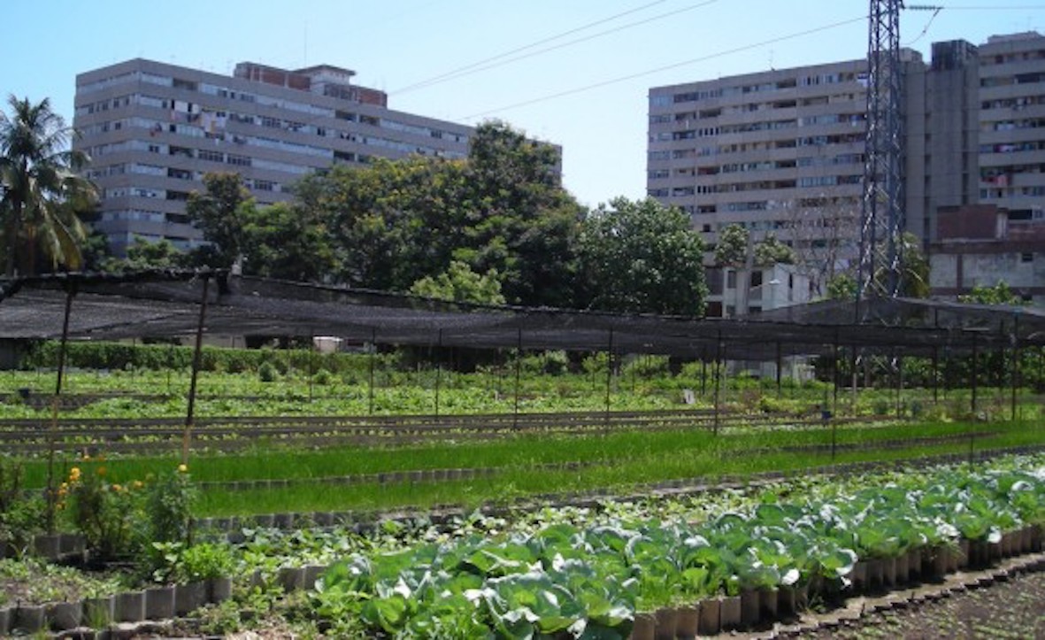 Agricultura-Urbana-Habana_2011-107-580×355